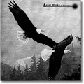 eagles